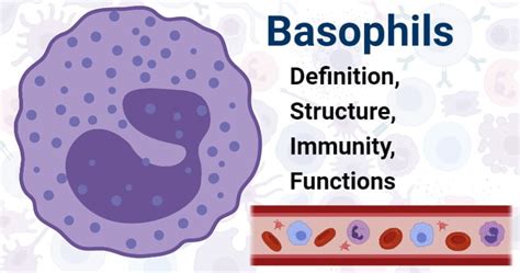 function of basophils